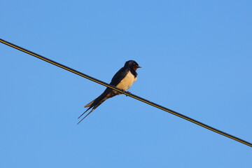 Barn Swallow sitting pretty
