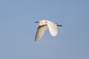 Little Egret in flight