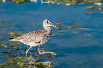 Willet (Catoptrophorus semipalmatus) in Malibu Lagoon, California, USA