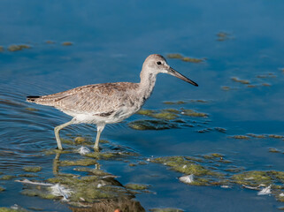 Willet (Catoptrophorus semipalmatus) in Malibu Lagoon, California, USA