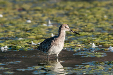 Willet (Catoptrophorus semipalmatus) in Malibu Lagoon, California, USA