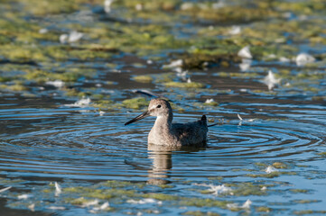 Willet (Catoptrophorus semipalmatus) in Malibu Lagoon, California, USA