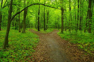 Green forest and path