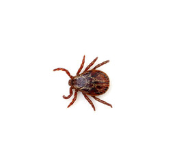 Tick isolated on white background.