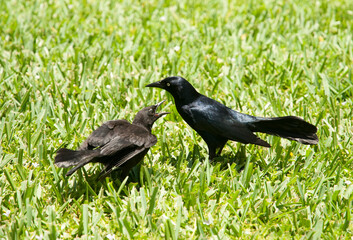 Communication Between Two Birds on Grand Cayman Island