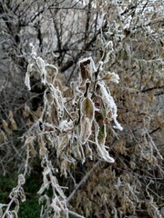 branches covered with frost