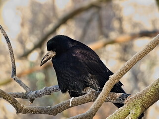 The rook (Corvus frugilegus). Blackbird on a branch in winter scenery (in Polish: Gawron)