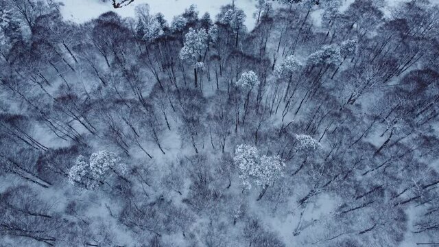 Aerial View Of Snowy Forest From Top