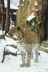 Persian leopard in enclosure during winter