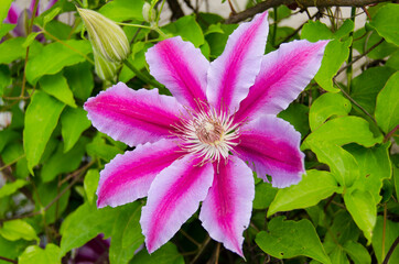 Beautiful blooming pink clematis variety Dr. Ruppel