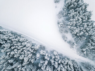 View from the drone on snow-covered fir trees, the car in the forest field. Beautiful winter snow...