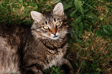 Naklejka na ściany i meble cat lying on the grass. gray cat with beautiful eyes.
