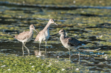 Willets (Catoptrophorus semipalmatus) in Malibu Lagoon, California, USA