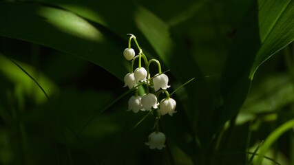 Obraz premium Blooming Lily-of-the-valley closeup
