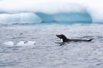 A lone Adelie penguin swims in the water off Brown Bluff on the Antarctic peninsula.  The blue glow of an iceberg provides an interesting background.
