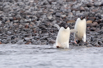Two adelie penguins race into the water for a swim at Brown Bluff on the Antarctic Peninsula.  Their faces show their excitement and happiness.    Blurred focus in the foreground and background.