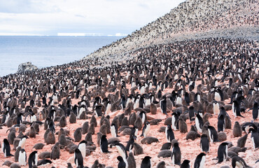 Thousands of Adelie penguins - parents and chicks -  go about their business at a rookery at Brown...