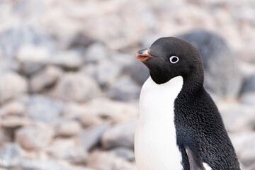 A sweet Adelie penguin poses for his portrait.  At Brown Bluff, Antarctica. © Sandy