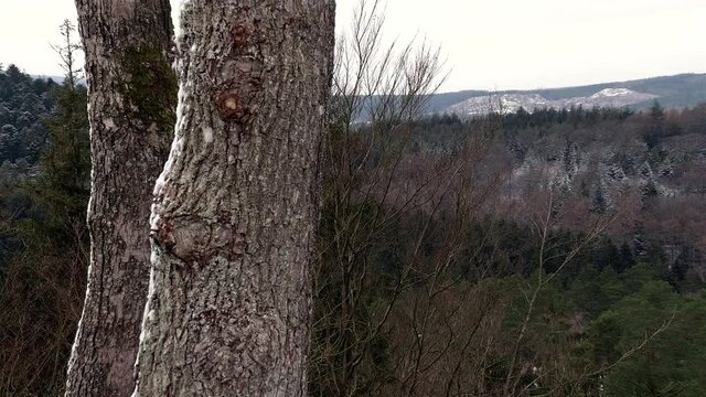 Snowy oak trunks with a view of a forest in the background