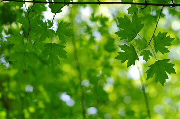 Green leaves background