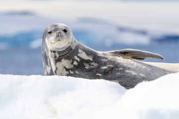 Weddell Seal smiles and waves a flipper at the camera while relaxing on an ice floe near the Antarctic Peninsula