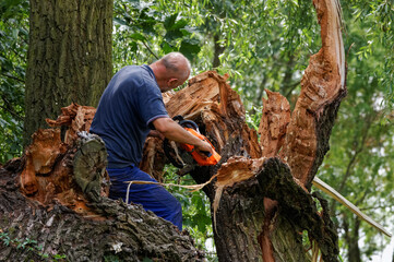 Tree surgeon at work on a broken tree