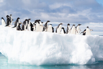 Adelie Penguins Gather on an ice floe near Brown Bluff on the Antarctic Peninsula © Sandy