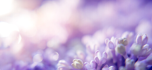 floral background with lilac and blur. Purple flowers with bokeh. Spring Banner