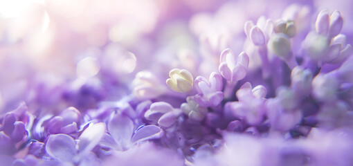 floral background with lilac and blur. Purple flowers with bokeh. Spring Banner - Powered by Adobe