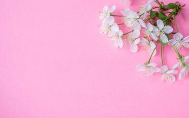 Obraz na płótnie Canvas Flowers composition. Apple tree flowers on pastel pink background. Spring concept. Flat lay, top view, copy space