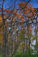 View of fall leaves reflecting in the water of the Delaware-Raritan canal in Princeton, New Jersey