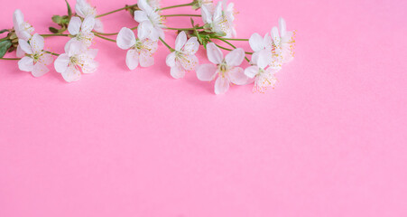 Fototapeta na wymiar Flowers composition. Apple tree flowers on pastel pink background. Spring concept. Flat lay, top view, copy space