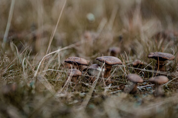 Wild mushrooms in grass in Norway