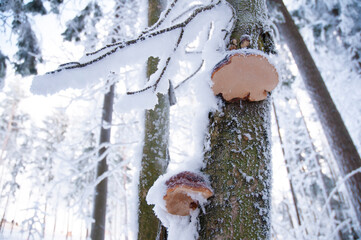 winter tree with tinder fungus