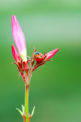 Beautiful ladybug on leaf defocused background