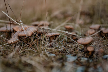 Wild mushrooms in grass in Norway