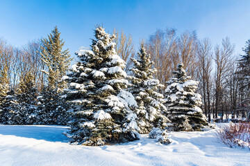 Landscape with a snow-covered park with fir trees on a blue sky background