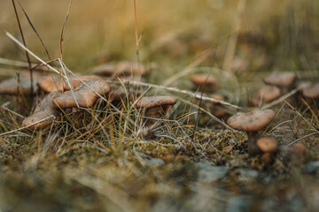 Wild mushrooms in grass in Norway