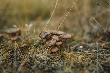 Wild mushrooms in grass in Norway