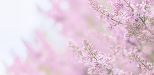 Pastel background with lilac. Delicate spring flowers
