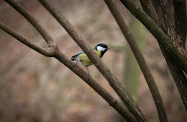 great tit sits on a branch of a bush preparing to fly for food