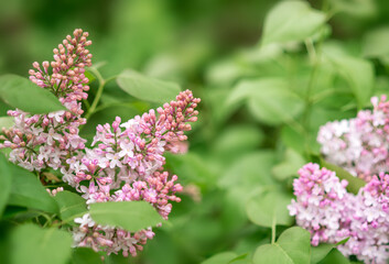 Lilac flowers on a green background. Spring