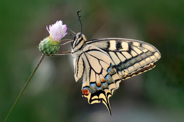 Macro shots, Beautiful nature scene. Closeup beautiful butterfly sitting on the flower in a summer garden.