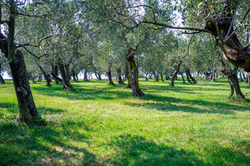 Fototapeta na wymiar Olive trees, grown along the shores of Lake Garda (Lombardy, Northern Italy), renowned for the excellent oil produced.