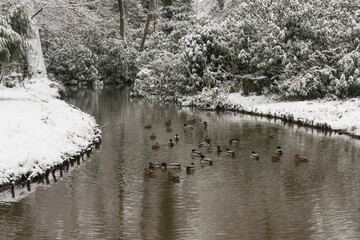 Park dworski w Iłowej w zimowej scenerii.