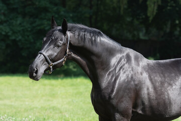 Portrait of a beautiful black horse stands on natural summer background, head closeup