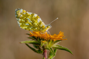 Macro shots, Beautiful nature scene. Closeup beautiful butterfly sitting on the flower in a summer garden.