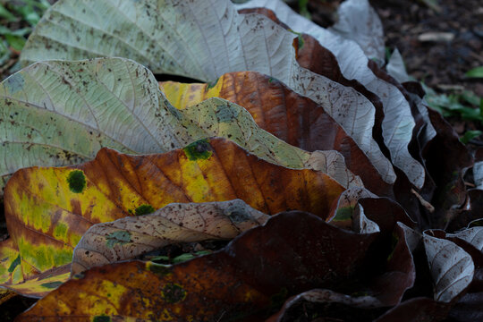oja de oto&ntilde;o