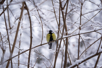 titmouse on a snow-covered branch in winter, good winter day