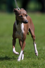 Italian Greyhound